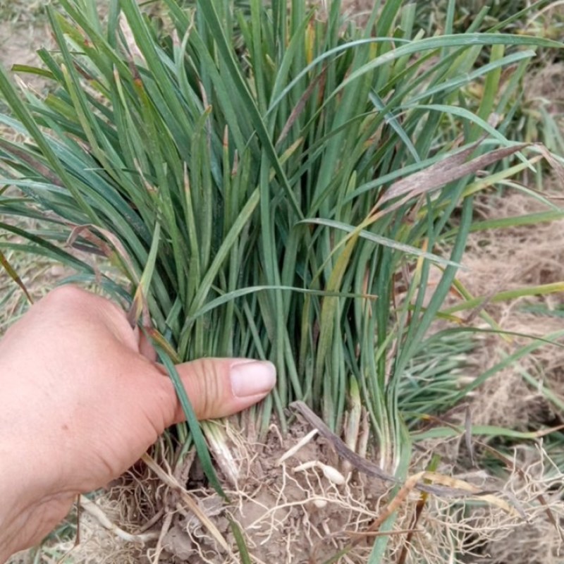麦冬绿化草绿化苗木草坪神器产地直发提供找车欢迎采购