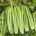 【芹菜常年供应】精品西芹净菜毛菜产地直发常年有货