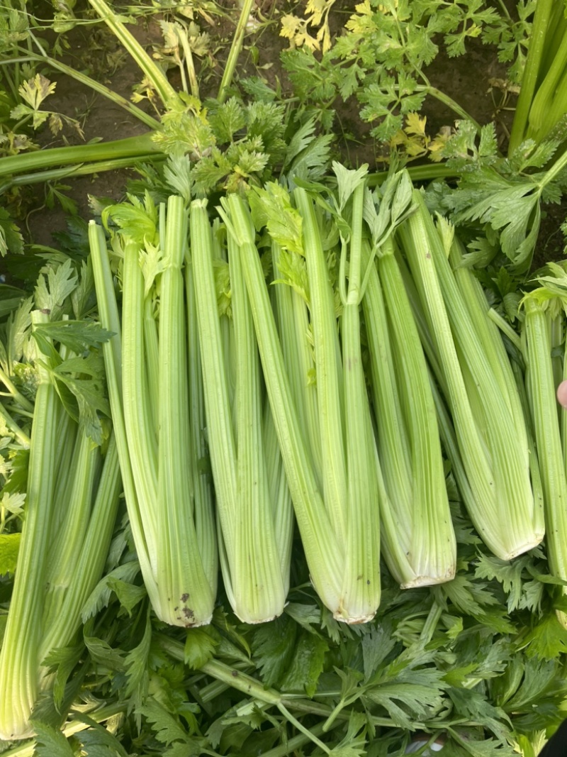【芹菜常年供应】精品西芹净菜毛菜产地直发常年有货