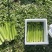 【芹菜常年供应】精品西芹净菜毛菜产地直发常年有货