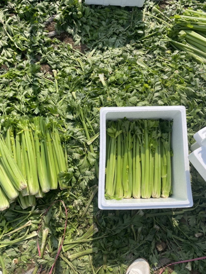 【芹菜常年供应】精品西芹净菜毛菜产地直发常年有货