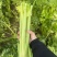 【芹菜常年供应】精品西芹净菜毛菜产地直发常年有货