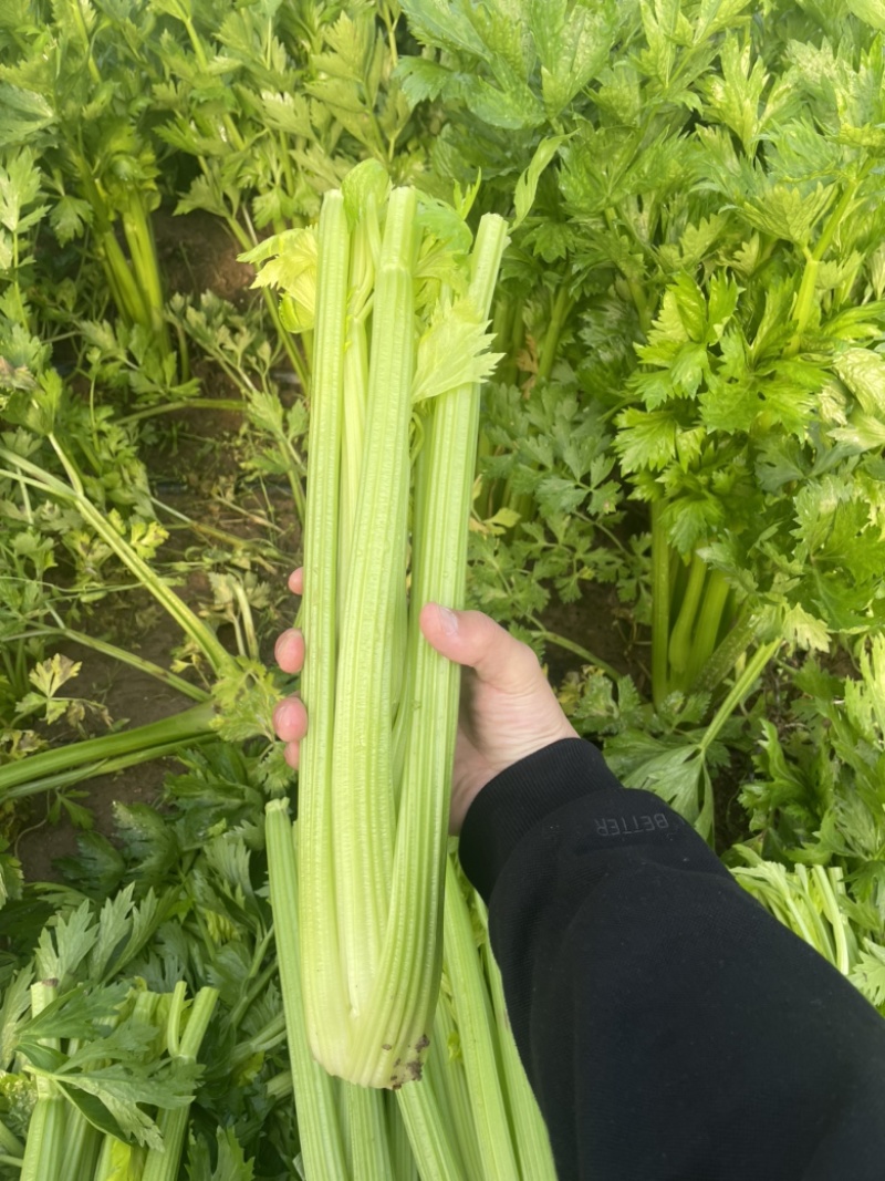 【芹菜常年供应】精品西芹净菜毛菜产地直发常年有货