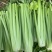 【芹菜常年供应】精品西芹净菜毛菜产地直发常年有货