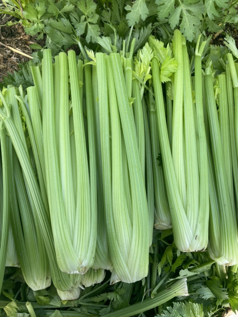 【芹菜常年供应】精品西芹净菜毛菜产地直发常年有货