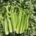 【芹菜常年供应】精品西芹净菜毛菜产地直发常年有货