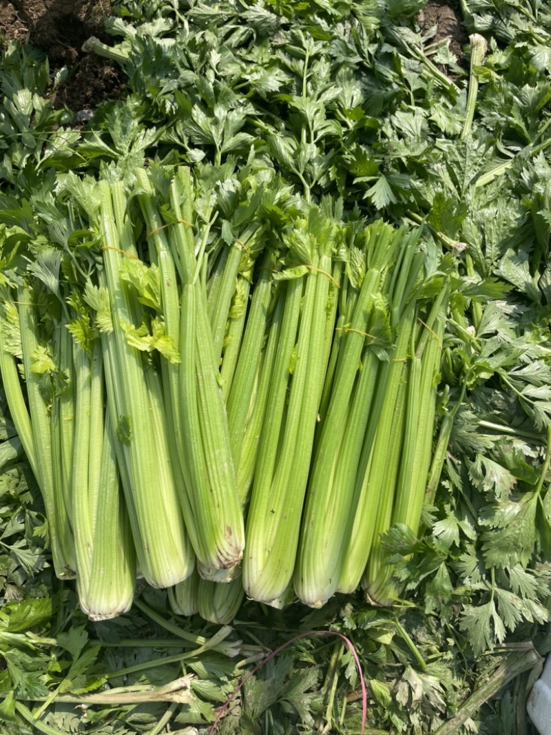 【芹菜常年供应】精品西芹净菜毛菜产地直发常年有货
