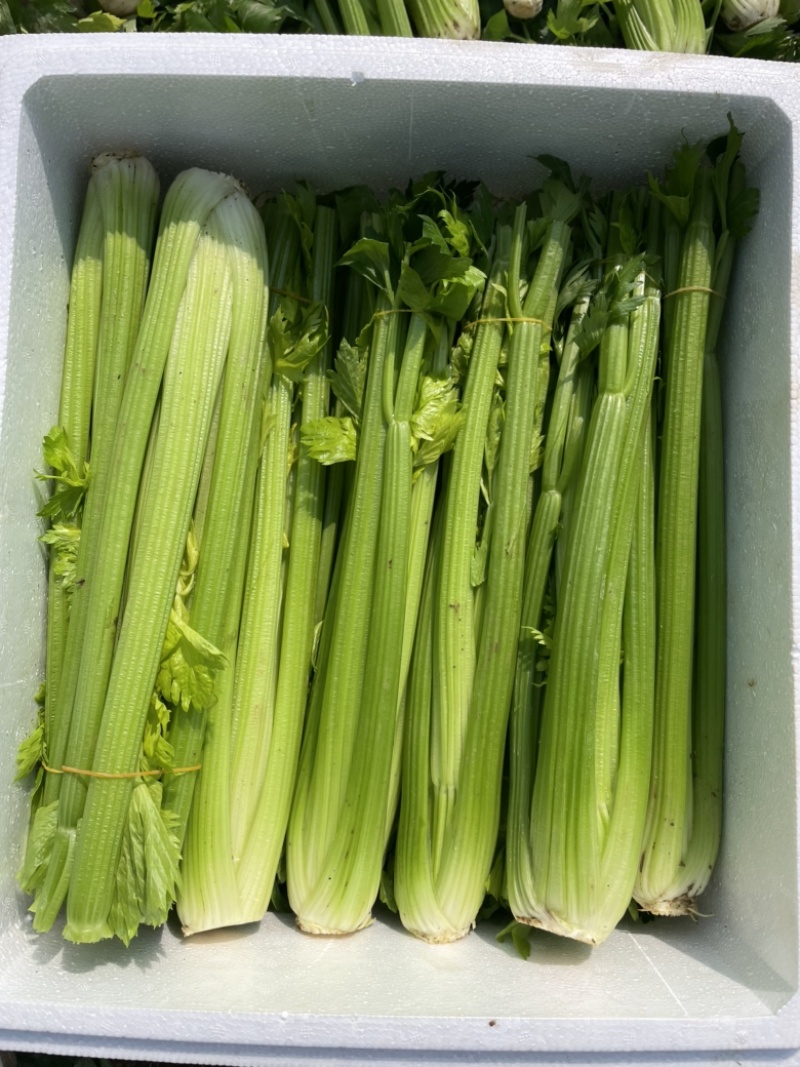 【芹菜常年供应】精品西芹净菜毛菜产地直发常年有货
