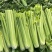 【芹菜常年供应】精品西芹净菜毛菜产地直发常年有货