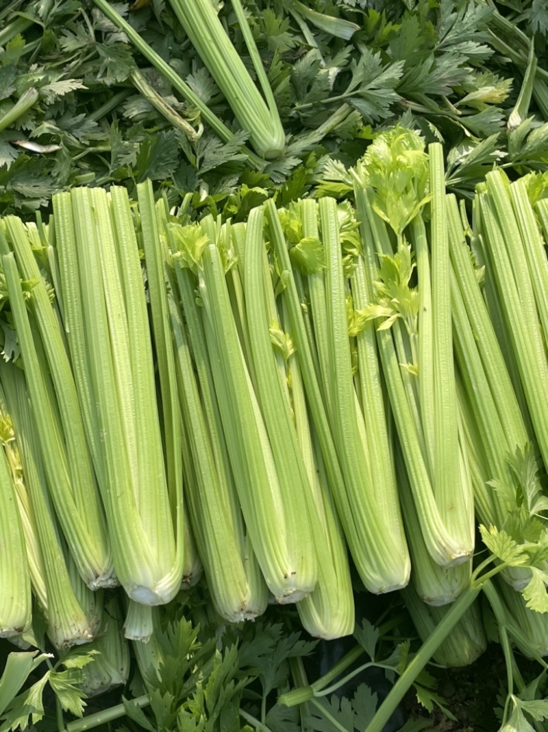 【芹菜常年供应】精品西芹净菜毛菜产地直发常年有货