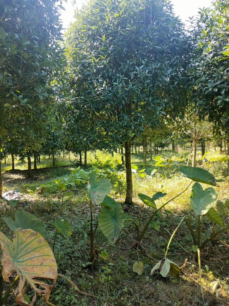 苗圃基地大量供应各种桂花树，规格品种齐全3-20公分