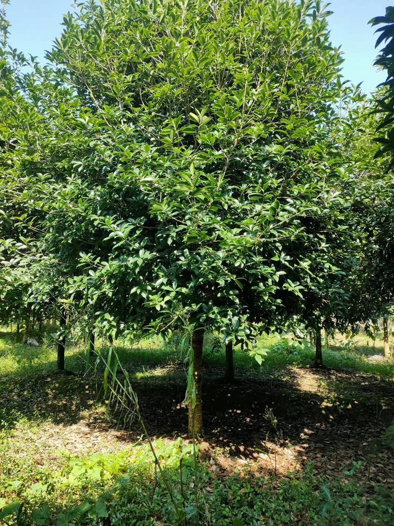 苗圃基地大量供应各种桂花树，规格品种齐全3-20公分