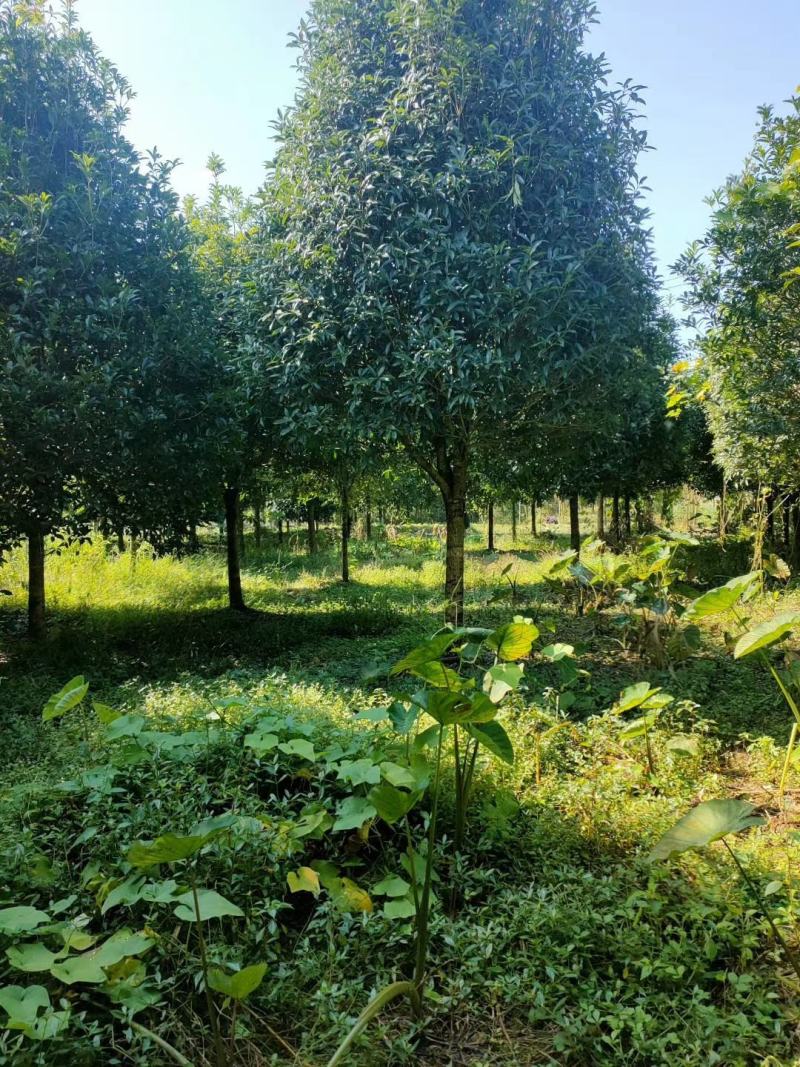 桂花3-20公分规格齐全大量供应欢迎来电咨询订购