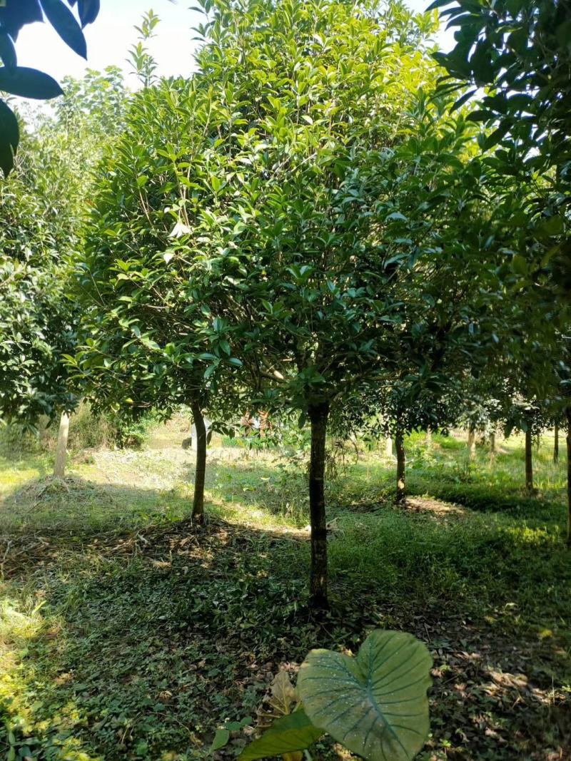 桂花3-20公分规格齐全大量供应欢迎来电咨询订购