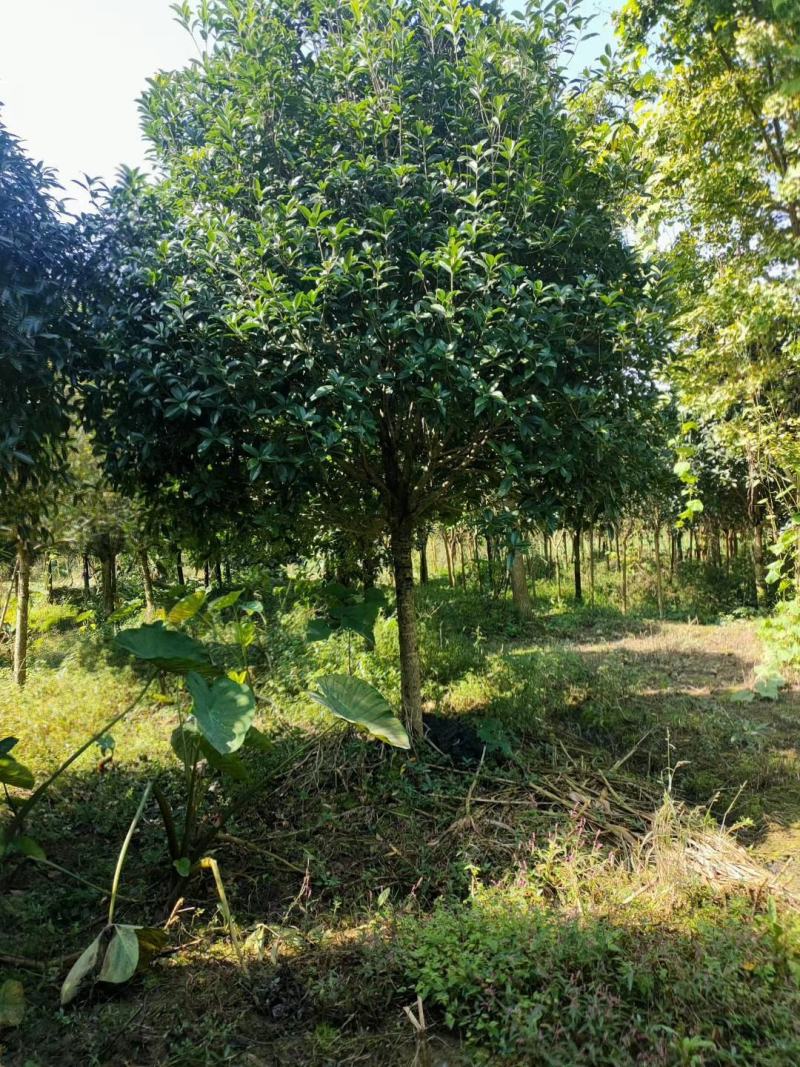 桂花3-20公分规格齐全大量供应欢迎来电咨询订购
