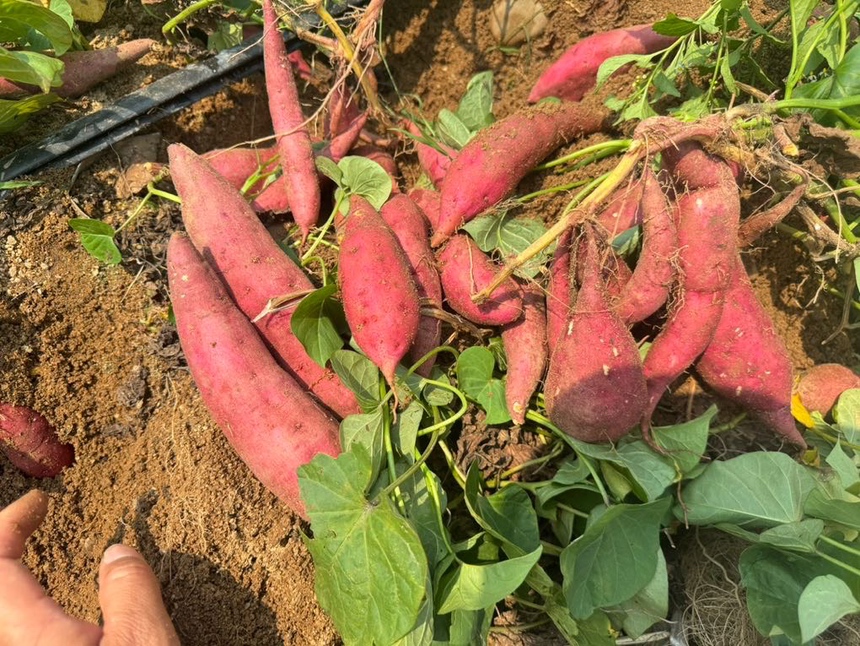 锅中正在翻炒的薯藤梗与松花菜,颜色翠绿,香气四溢 薯藤梗与白面青梗松花菜翻炒过程