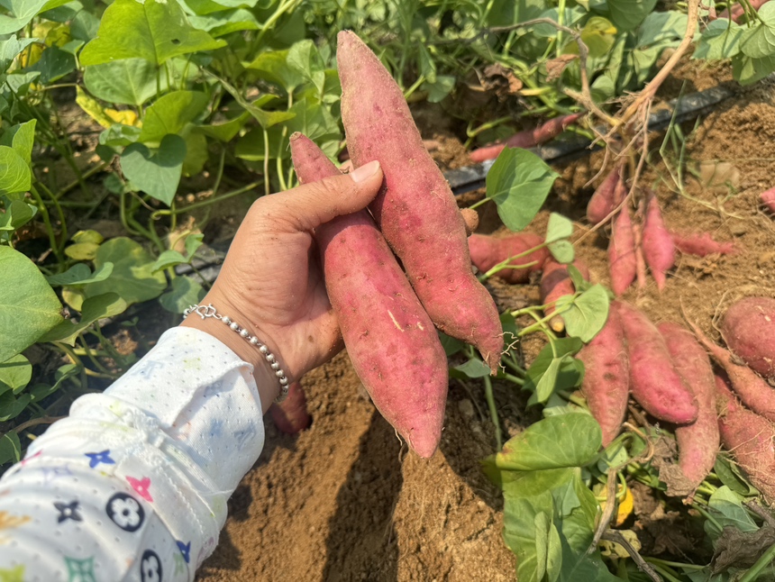 红薯种植过程中的人工摘花与控旺操作现场 红薯田间管理示意图