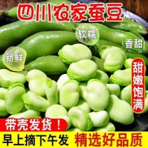 农家种植大白蚕豆！长期稳定大量供货，量大从优，保证质量！