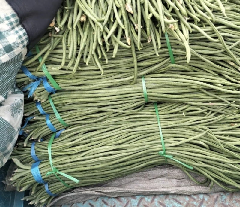 绿色鲜长豆角