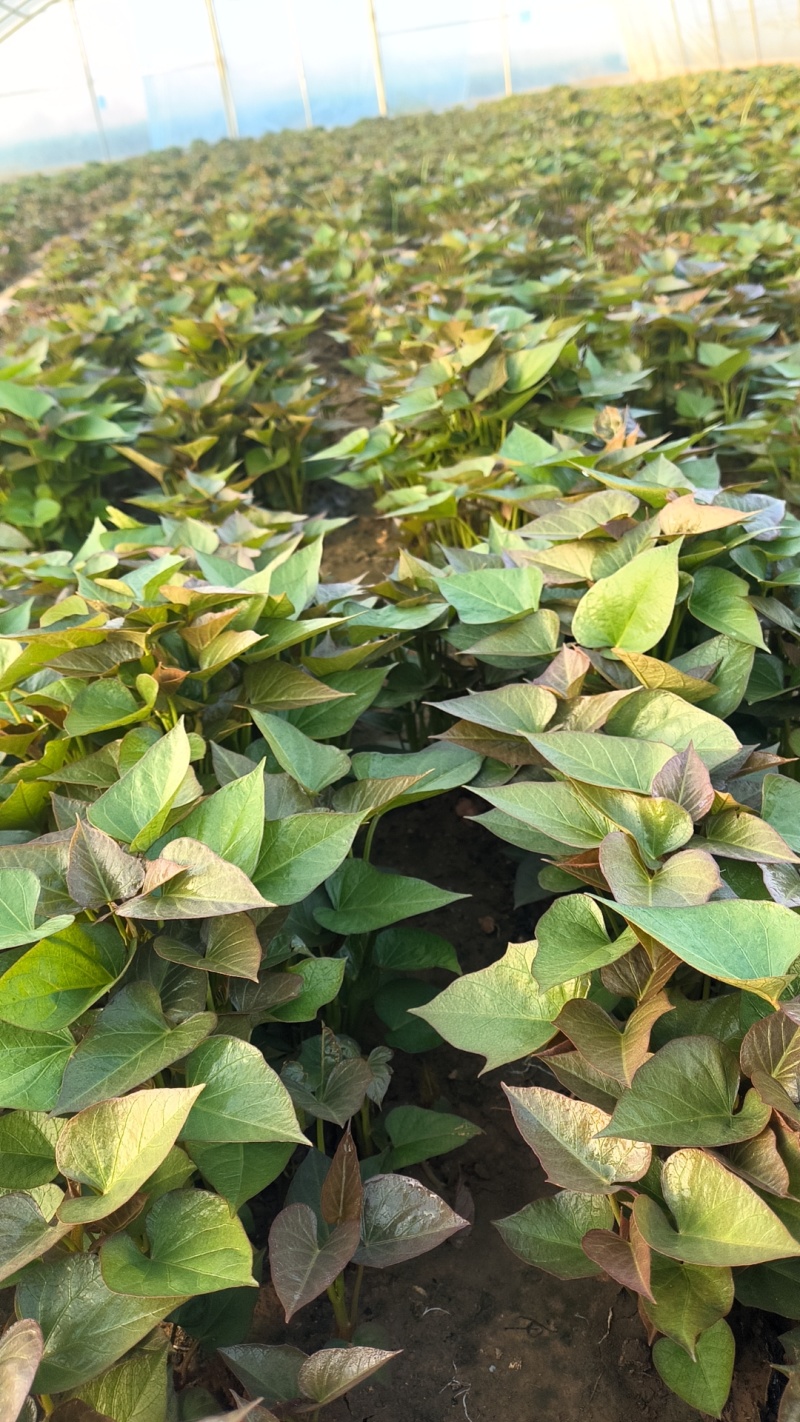 河南禹州红薯种苗烟薯红薯苗蜜薯苗量大从优发全国
