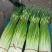 精品白帽鲜蒜苔大量现货，（无泡水)一手货源产地直发