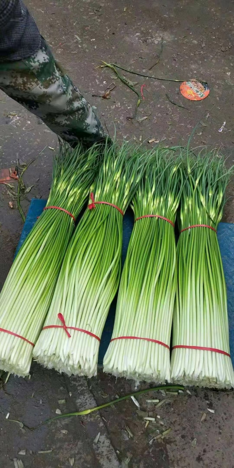 精品白帽鲜蒜苔大量现货，（无泡水)一手货源产地直发