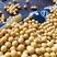 黄豆贵州黄豆大量供应全国发货可加工量大价优欢迎来电