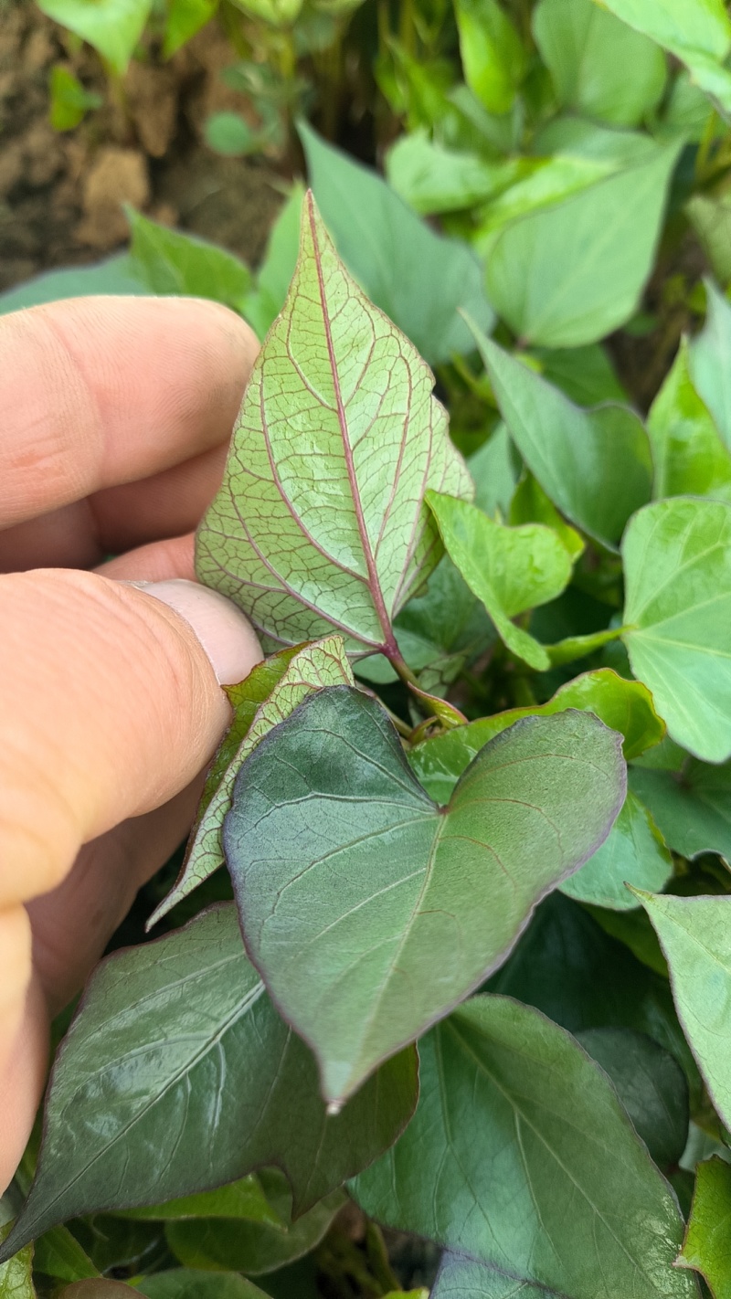 红薯种苗品种齐全:脱毒红薯苗西瓜红红薯苗成活高欢迎