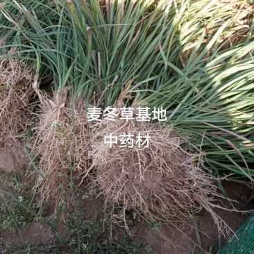 山东菏泽麦冬草-金边麦冬基地量大产地直发欢迎采购