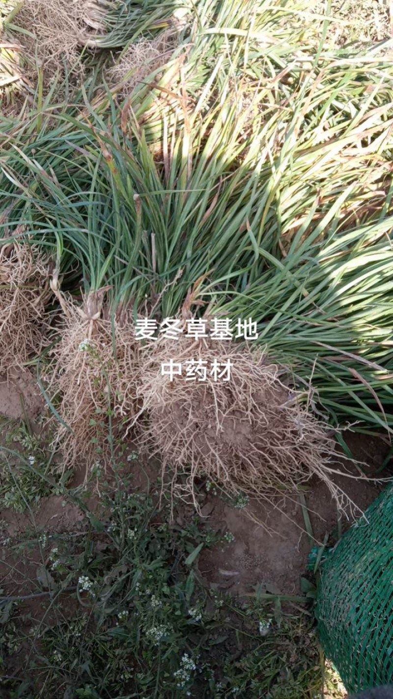 山东菏泽麦冬草-金边麦冬基地量大产地直发欢迎采购