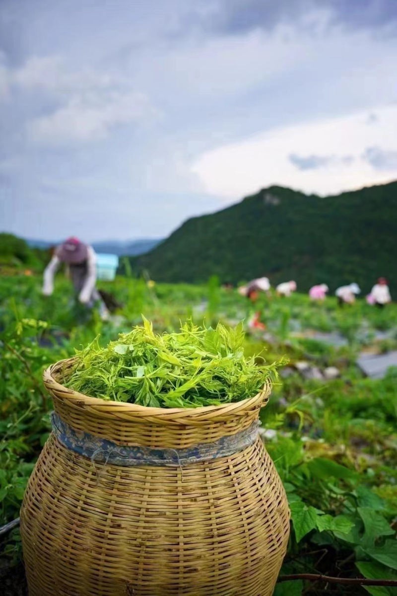 2024春茶一级朵芽嫩芽尖藤茶一斤起批