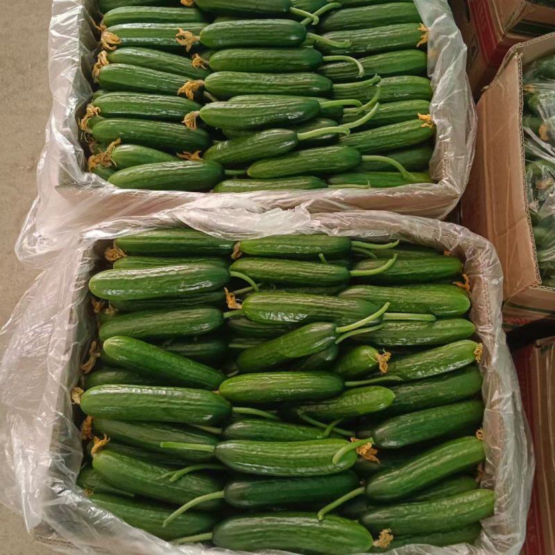 大量水果黄瓜上市产地批发基地考察视频看货品质保证