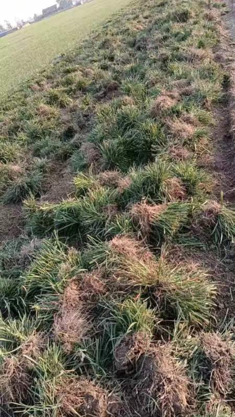山东菏泽麦冬草-金边麦冬基地量大产地直发欢迎采购