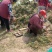 山东菏泽麦冬草-金边麦冬基地量大产地直发欢迎采购