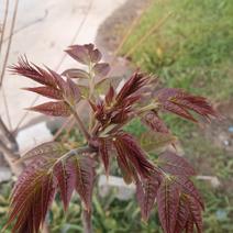 太行山红香椿树苗
