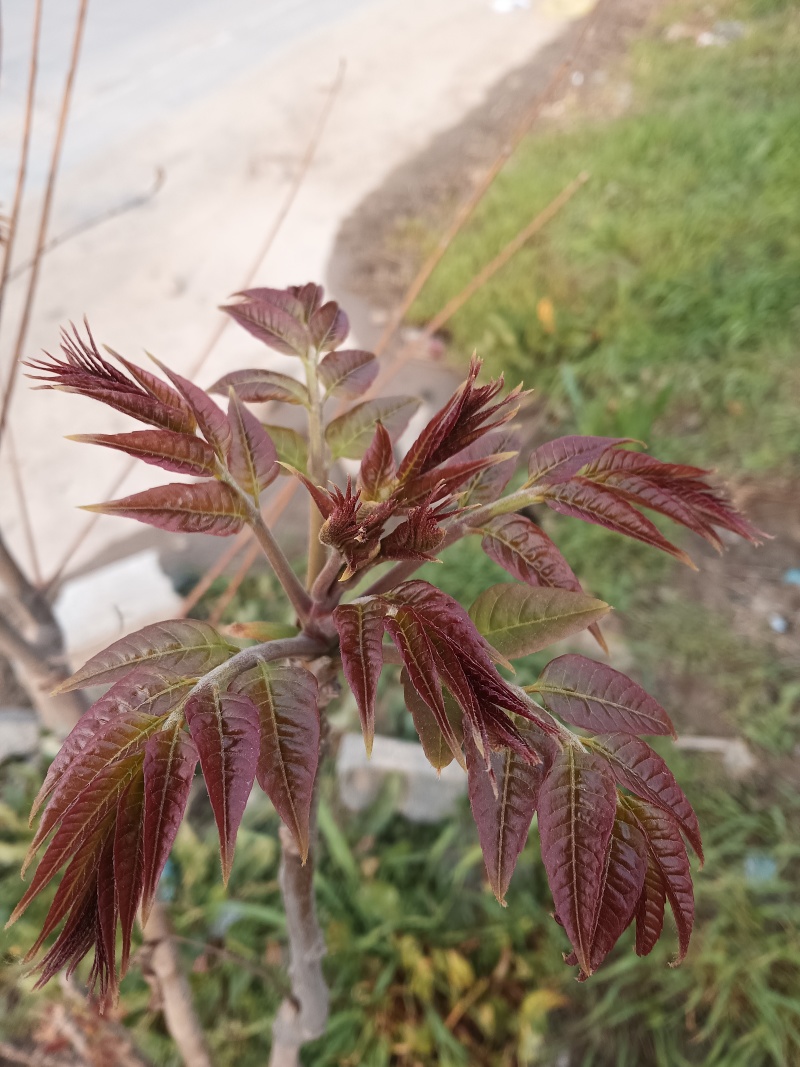 太行山红香椿树苗