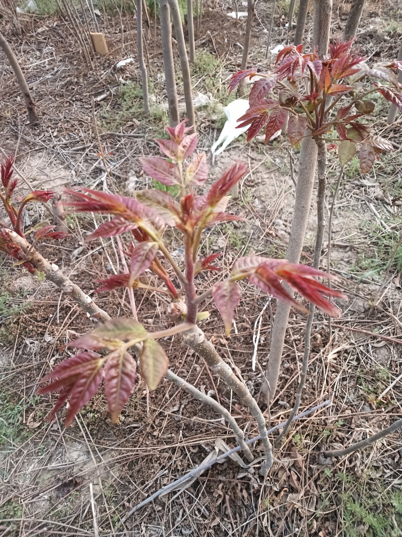 太行山红香椿树苗