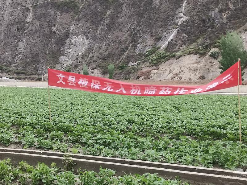 文县益农农特产品有限公司土豆种植基地白心226既将市售中
