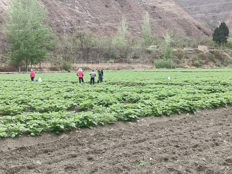 文县益农农特产品有限公司土豆种植基地白心226既将市售中