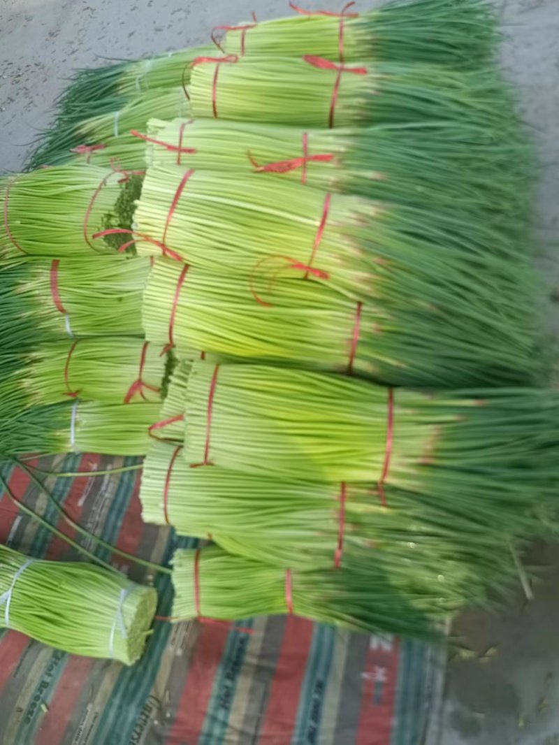 精品现货蒜苔大量上市，赶大集，电商，超市都有货欢迎选购