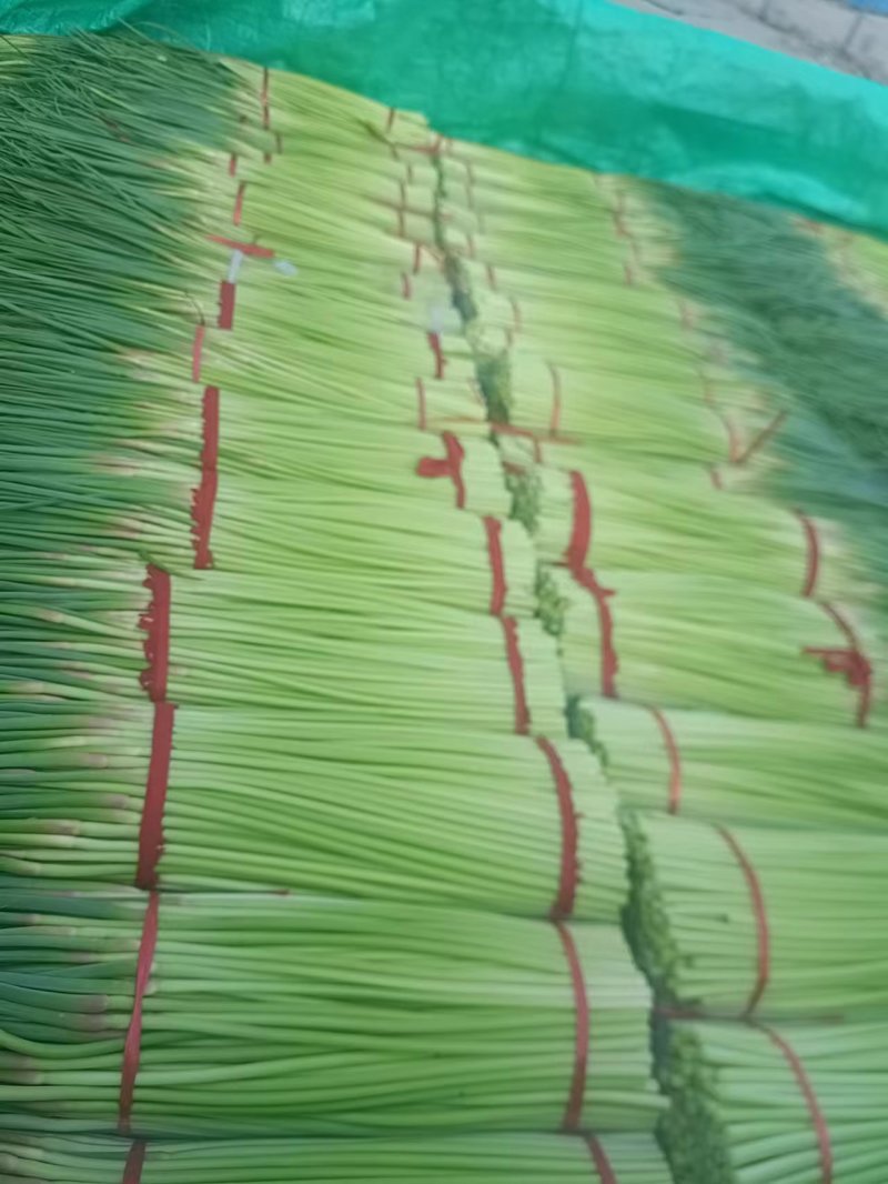 精品现货蒜苔大量上市，赶大集，电商，超市都有货欢迎选购