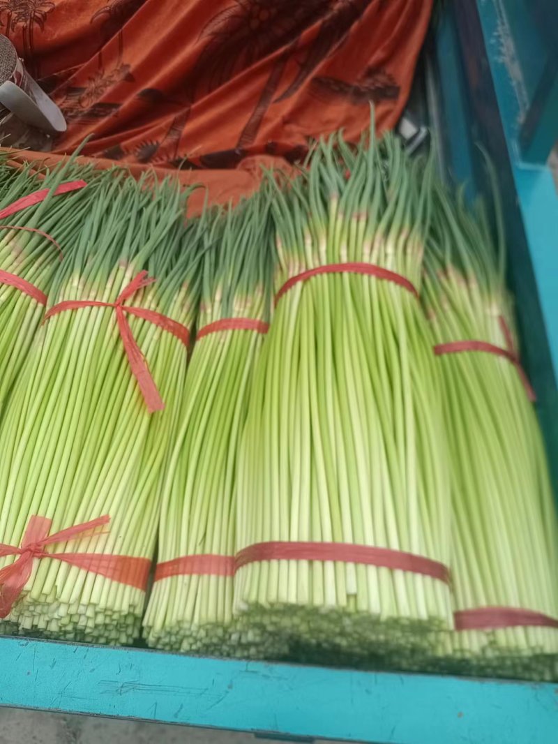 精品现货蒜苔大量上市，赶大集，电商，超市都有货欢迎选购