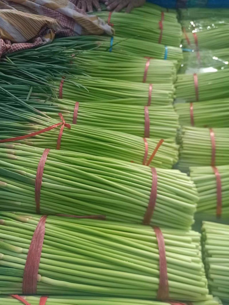 精品现货蒜苔大量上市，赶大集，电商，超市都有货欢迎选购