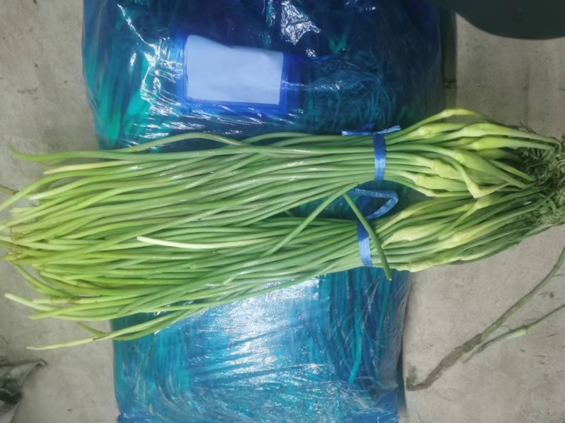 精品现货蒜苔大量上市，赶大集，电商，超市都有货欢迎选购