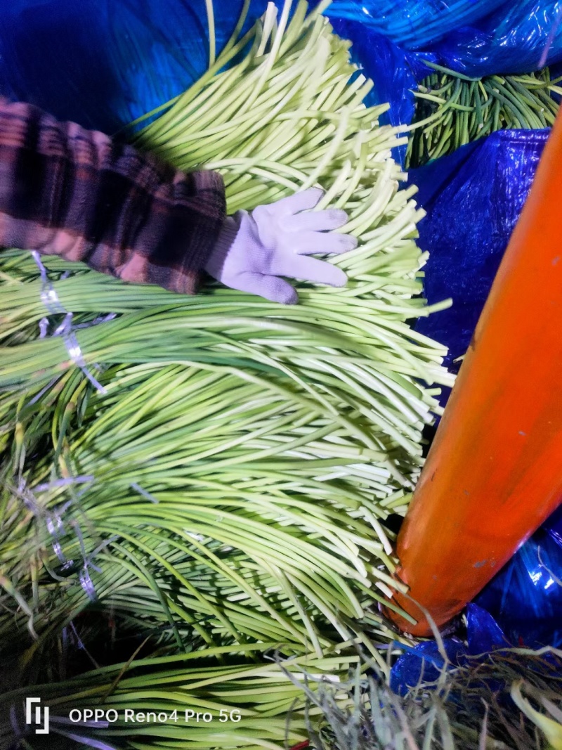 精品现货蒜苔大量上市，赶大集，电商，超市都有货欢迎选购