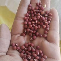 农民自己手里的珍珠红小豆还没有过筛呢可以过筛有新有陈