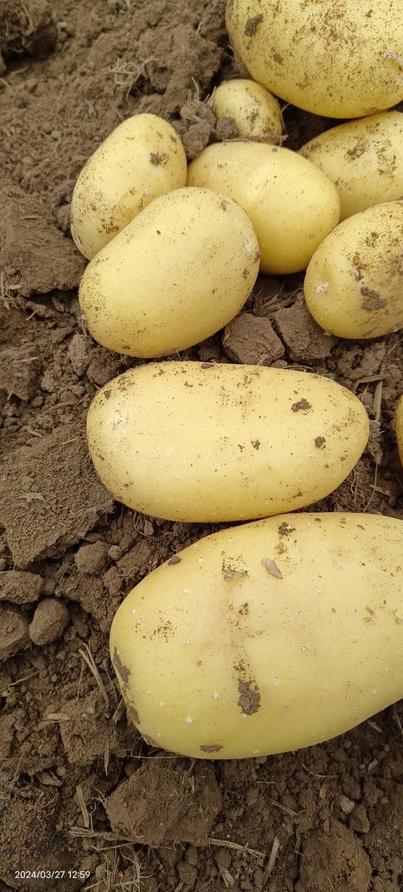 山东省济宁市泗水县大棚新土豆，大量上市中