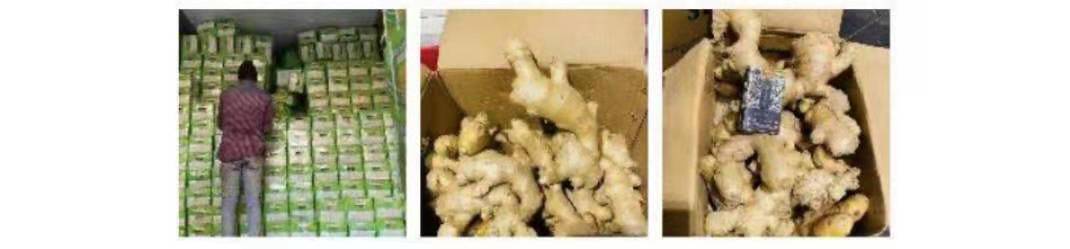 展示三种子姜储存方式的对比示意图,包括冷藏、盐封和冷冻 家庭储存子姜的方法示意图