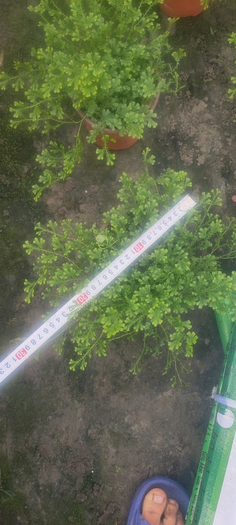 翠云草（情人草）