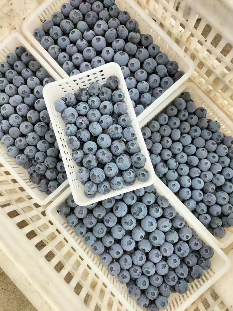【精品】蓝莓鲜果/产地直销/保质保量欢迎致电
